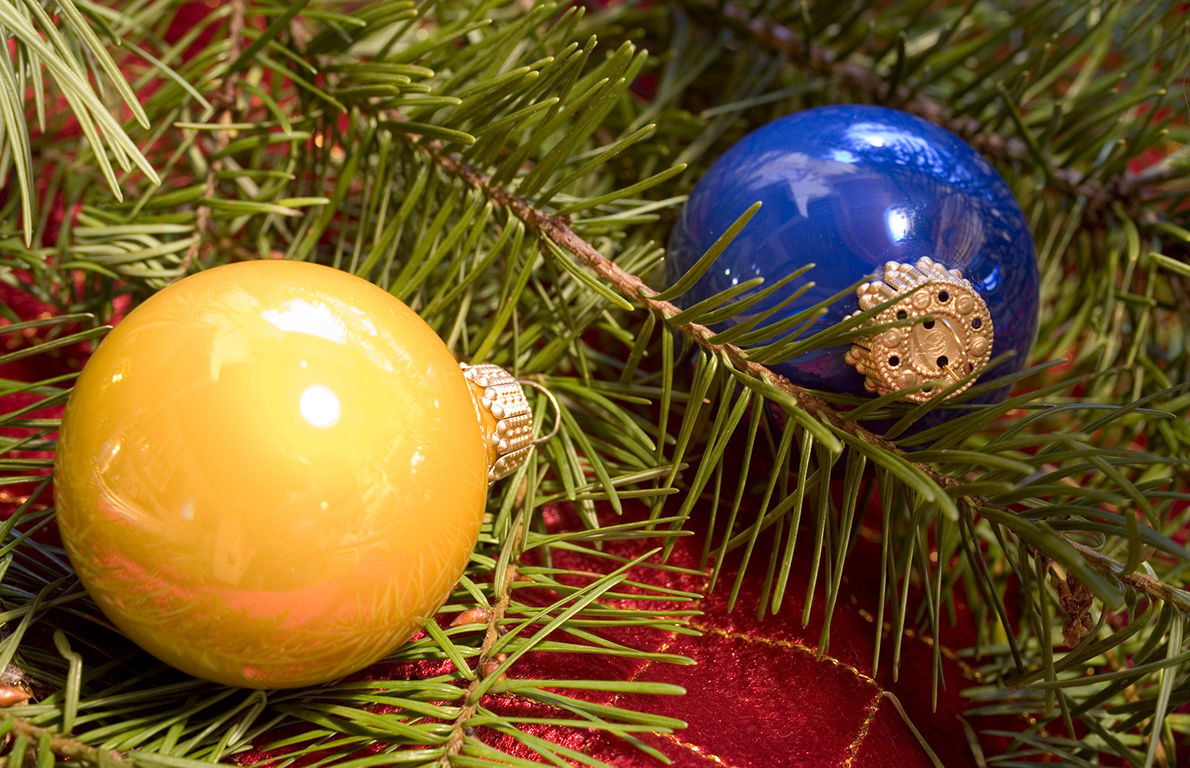 A look at some popular varieties: Douglas Fir